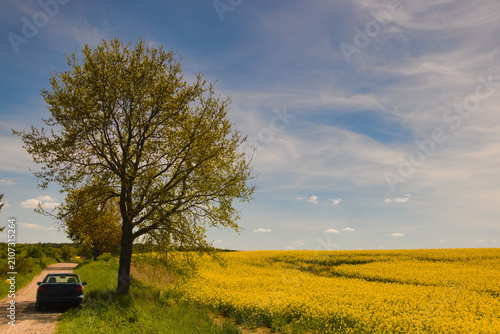 Bild auf Leinwand rape field with blue sky