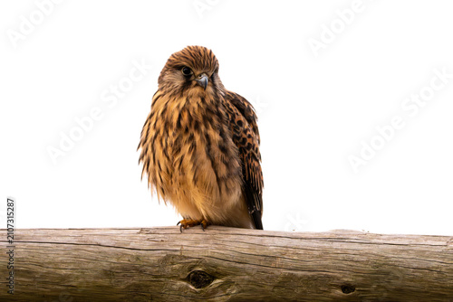 Kestrel perched on wooden log against white background