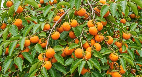 Abundant harvest of ripe orange persimmon fruits hanging on tree branches with lush green leaves, close-up view of a fruit-laden orchard in autumn