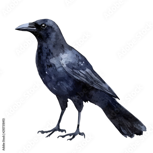 Crow, vibrant watercolor vector illustration with flowing and detailed brush strokes, isolated on a white background.