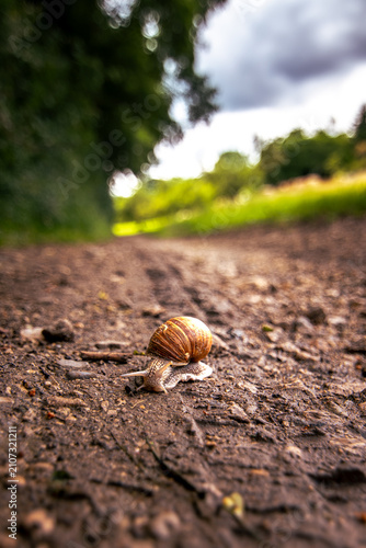 Snail slowly crossing a dirt path outdoors