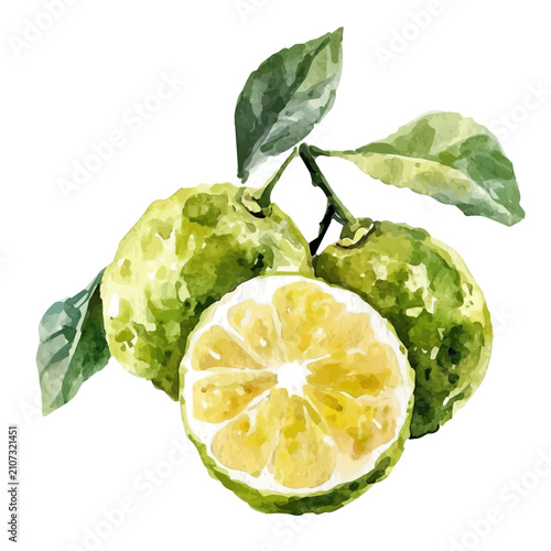 watercolor of Bergamot graphic, isolated on a white background.