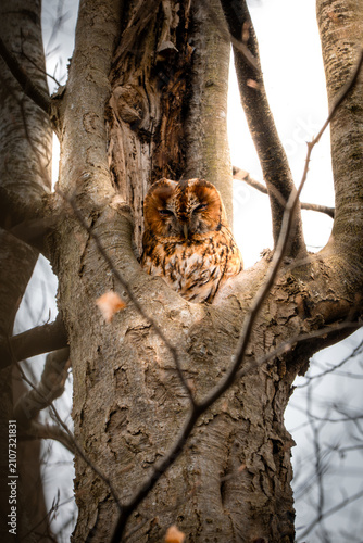 Sleeping tawny owl resting inside a tree hollow