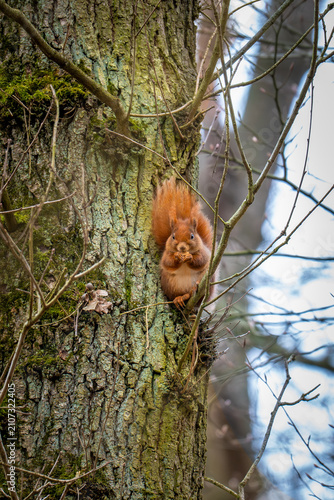 Red squirrel eating on a mossy tree trunk