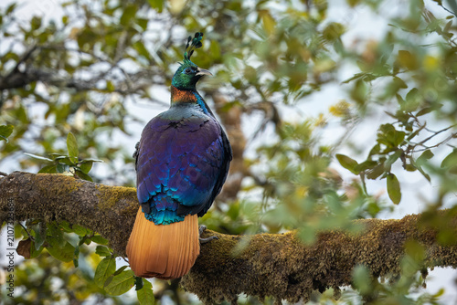 Himalayan monal perched in a tree in the Himalayan mountains