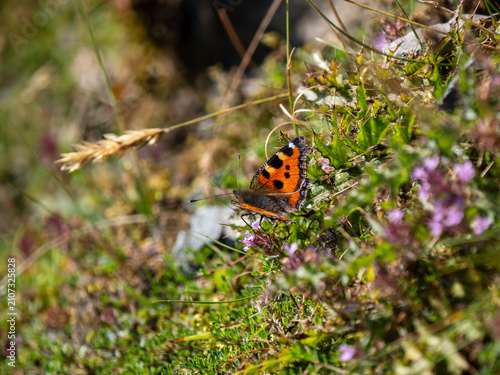 Konstfotografi Small Tortoiseshell Butterfly Feeding on Heather Near Bell Crags