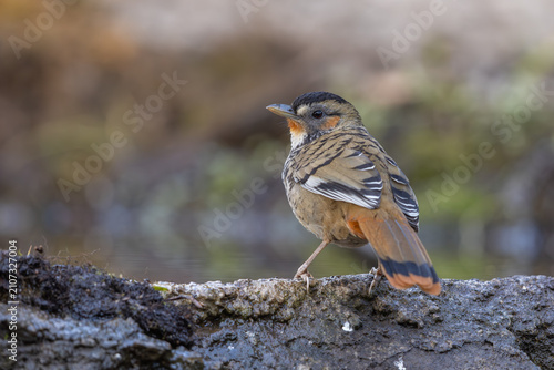 Rufous-chinned laughingthrush perched on a tree log