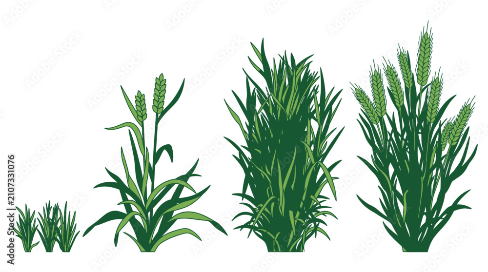 Fototapeta premium Ilustración vectorial que muestra las etapas de crecimiento del trigo, desde brotes jóvenes hasta plantas maduras con espigas verdes sobre un fondo blanco aislado.