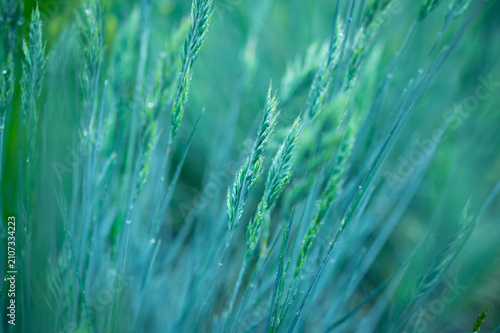 Blooming fescue green botanical plant background texture