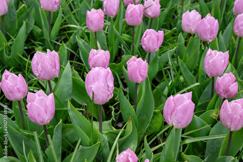 Frische rosa Tulpenblüten im grünen Gras am sonnigen Frühlingstag    ,field of pink tulips