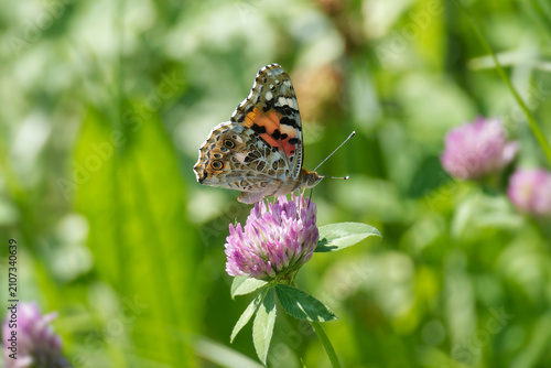Painted Lady (Vanessa Cardui) Butterfly perched on pink flower in Zurich, Switzerland