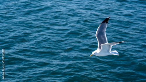 Foto Seagull soaring gracefully over the vast expanse of the deep blue ocean