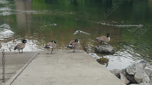 Canada geese resting on a concrete boat ramp beside green river water