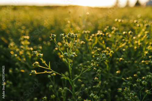Flax Field at Sunset with Blooming Flax Plants in Focus