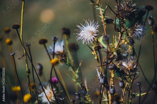 Принти на полотні Withered flowers encountered in the countryside