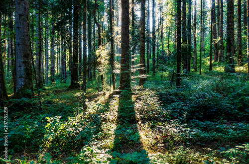 Trees in the Jura massif forest near Pontarlier - France