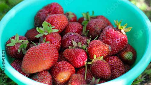 Принти на полотні Bunch of red ripe strawberries