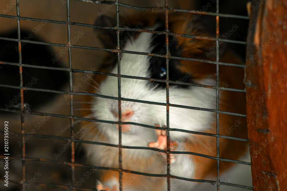 Fototapeta premium Guinea pig cage portrait. Small pet behind wire grid. Animal welfare social concept. Cavy paws touching mesh. Domestic rodent captivity scene. Captive creature looking out. Tri color furry rodent