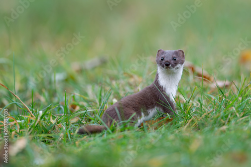 Foto Stoat standing alert in green grass looking at camera