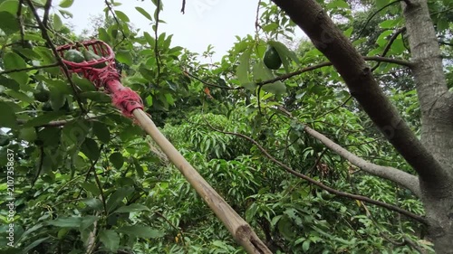 A long pole with a red fruit picker basket is reaching into the high branches of an avocado tree to harvest fresh green fruit