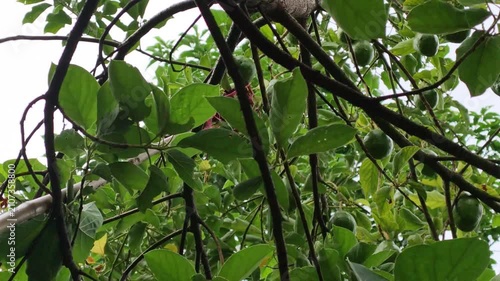 A long pole with a red fruit picker basket is reaching into the high branches of an avocado tree to harvest fresh green fruit