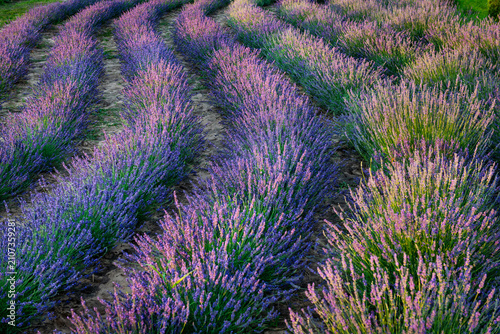 Lavender field at sunset, wavy pattern