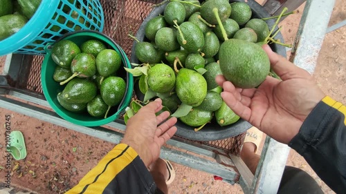 High angle view of a farmer sorting freshly harvested green avocados in plastic baskets