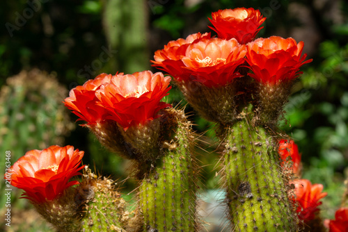 Foto Torch cactus in bloom with brilliant red flowers