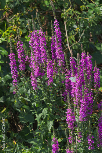 Lythrum salicaria hosting a butterfly after flight