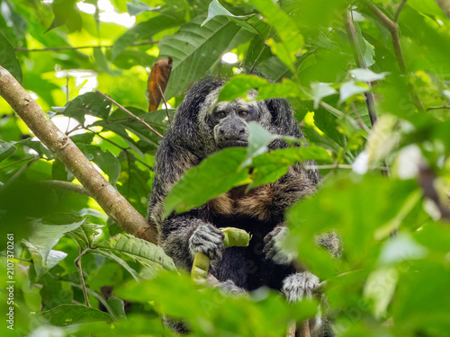 Photography A Napo Saki monkey feeding on a seed pod and peering out through the leafy veget