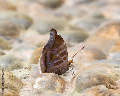 Cuadro en lienzo A close up of an Orion Cecropian butterfly perched and feeding on a rocky surfac