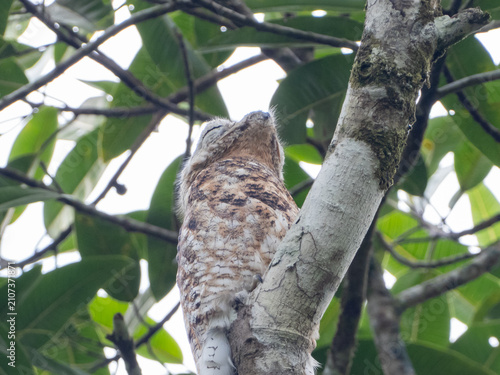 Tableau sur toile A close up of a Great Potoo roosting on a tree snag in the forest canopy
