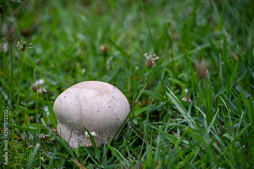 Obraz na płótnie Large white puffball mushroom growing in a field that is edible