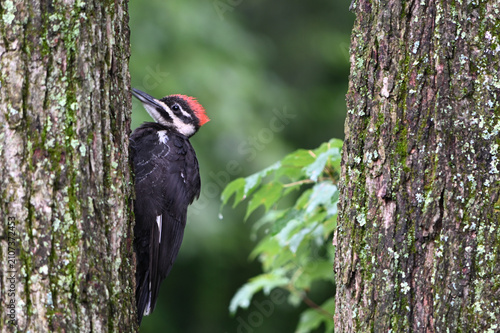 Fotografie Pileated Woodpecker bird on a tree trunk