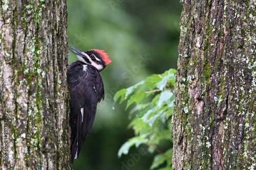 Foto Pileated Woodpecker bird on a tree trunk