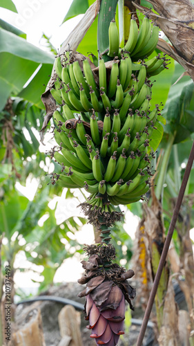 Green Unripe Banana Bunch with Flower on Tropical Banana Tree
