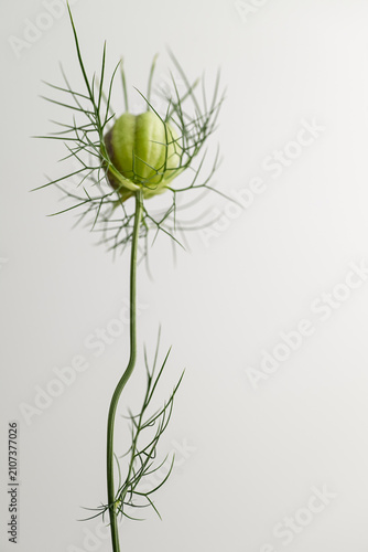 Close up of Nigella Flower's Seed Pod on Light Background