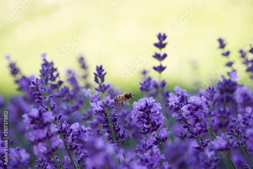 Honeybee flying over blooming purple lavender flowers in sunny garden