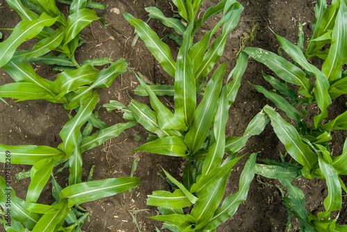 Foto Young corn plants growing in fertile agricultural field