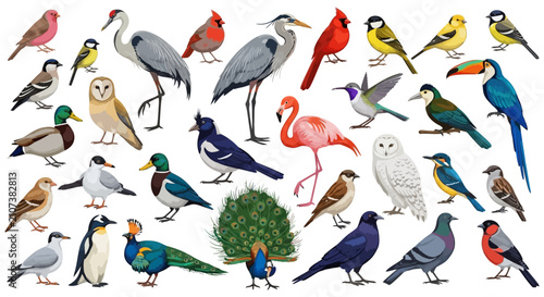 An Extensive and Colorful Collection of Various Bird Species, Showcasing Avian Diversity from Around the World, Ideal for Nature-Themed Designs and Educational Content