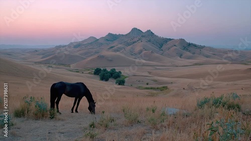 A lone dark horse grazes in a vast field, foothills in the distance, soft pink sky