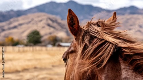 Close-up of a brown horse with flowing mane, mountains in the blurry background