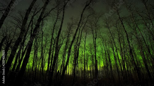 Time-lapse vibrant green northern lights glow intensely through the silhouette of a dense forest filled with tall, bare birch trees.
