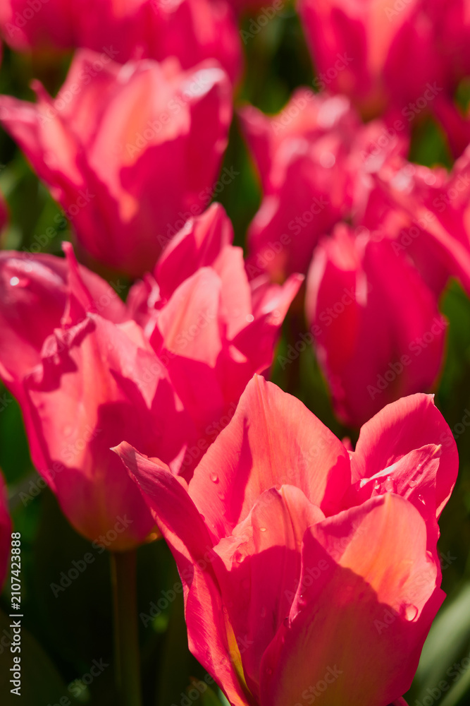 Obraz premium Vivid Pink Tulips Glowing in Warm Spring Sunlight with Dew Drops and Soft Floral Background
