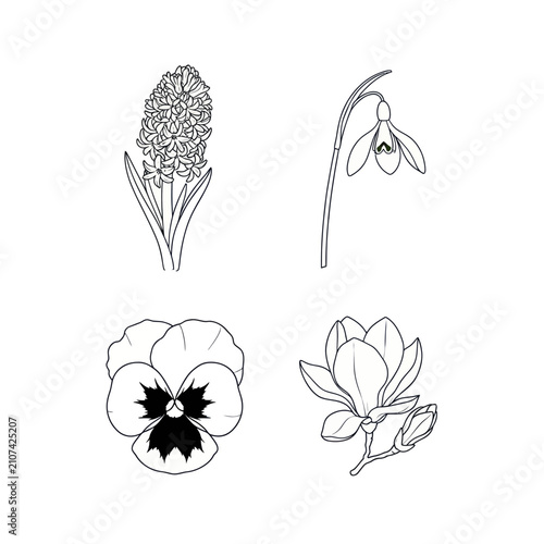 Hyacinth snowdrop pansy and magnolia line illustrations.