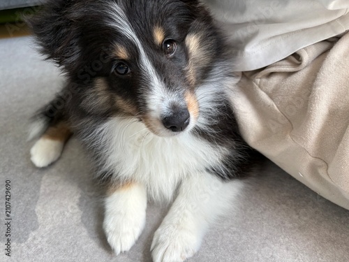 Obraz na plátně Adorable Shetland Sheepdog Puppy Snuggling Close to Its Owner