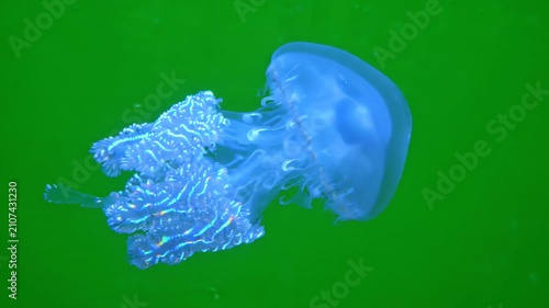 Elegant blue bioluminescent jellyfish swimming gracefully against a bright green screen background for compositing