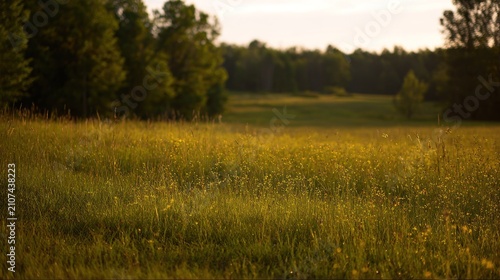 Sunlight illuminates tall grasses and wildflowers in a vast open field bordered by distant woods.