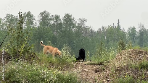 Playful Dogs Exploring and Playing Together in a Beautiful Natural Outdoor Landscape