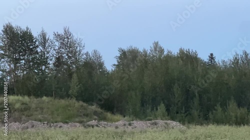 Slow Pan Through Forest Trees at Dusk – Video